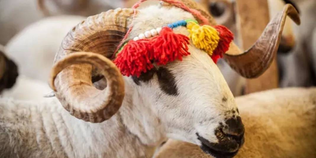 Et ve Süt Kurumu satılmayan kurbanlıklar için fiyat listesini yayımladı 5